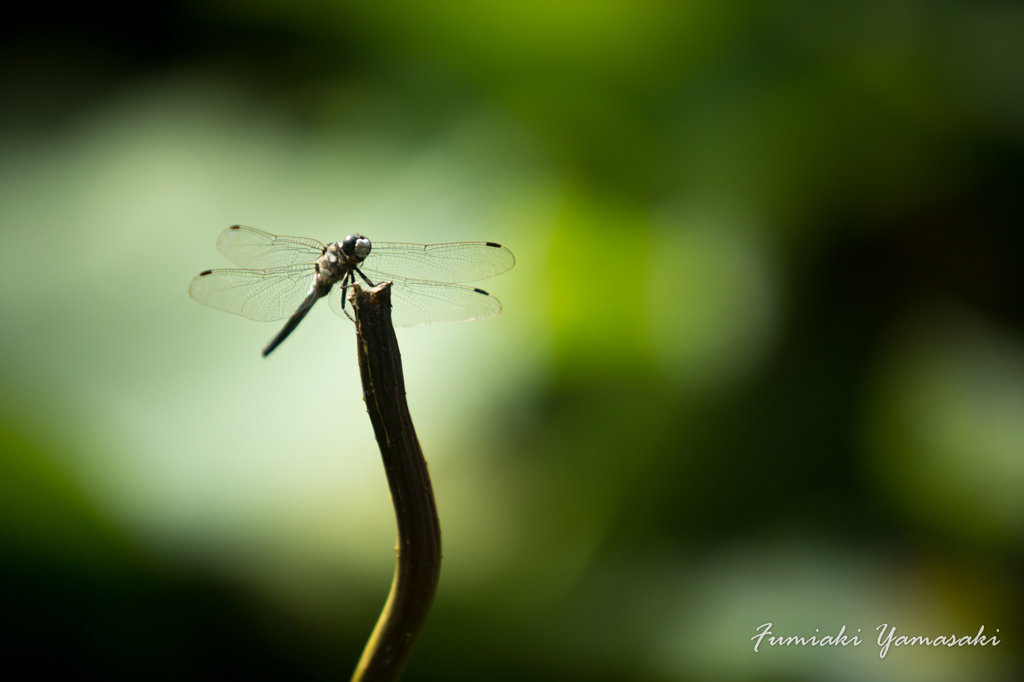 Dragonfly