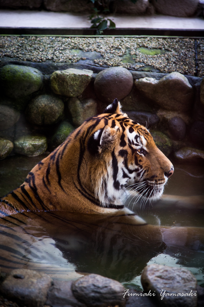 WaterTiger