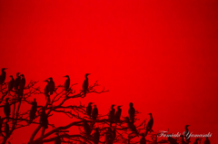 Red caelum