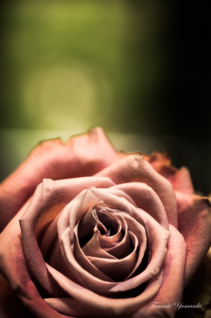 Rose withered