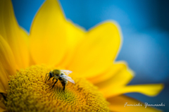 Bee and sunflower