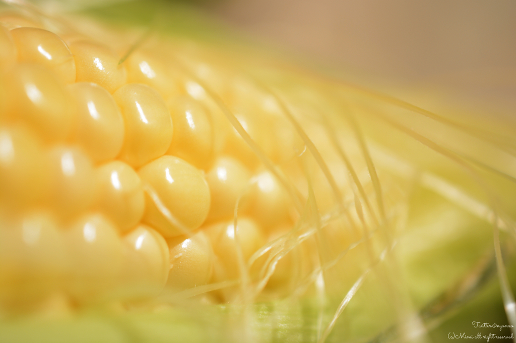 夏のピチピチ