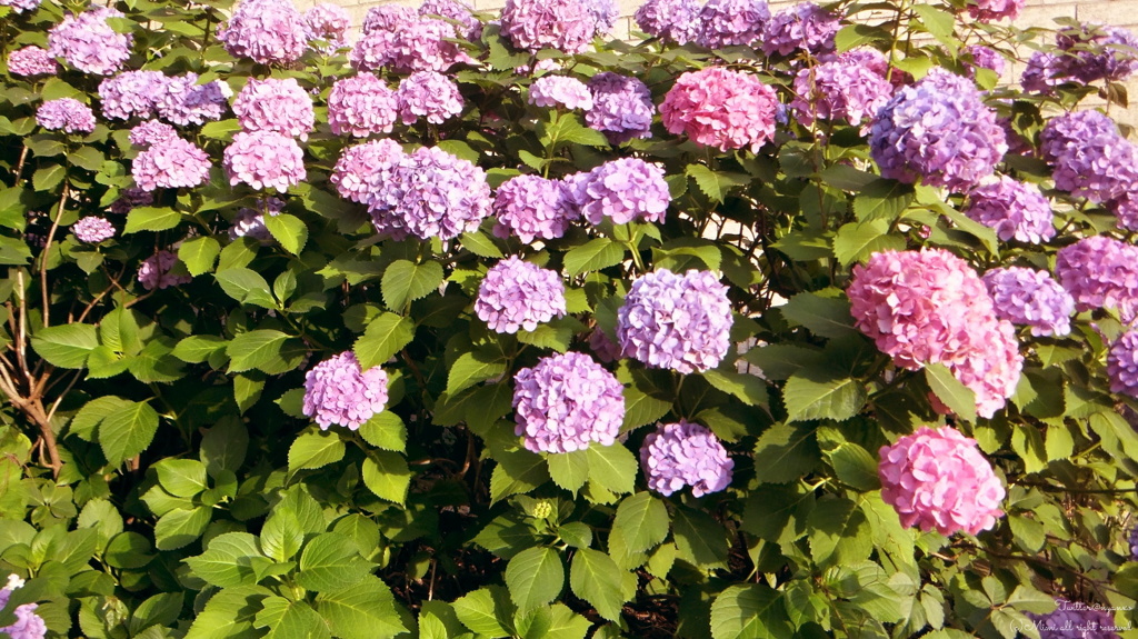 紫陽花グラデーション