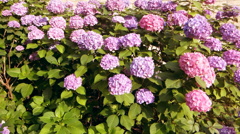 紫陽花グラデーション