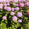 紫陽花グラデーション