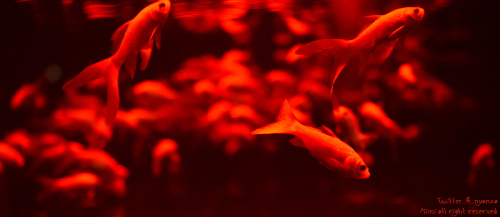 artaquarium