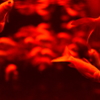 artaquarium