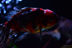 artaquarium