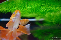 artaquarium