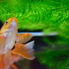 artaquarium