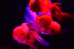 artaquarium