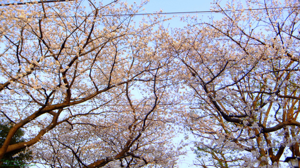 平和公園の桜