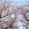 平和公園の桜