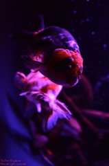 artaquarium