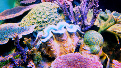 珊瑚と貝達