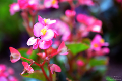 近所の花