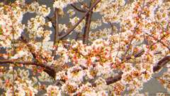 お台場　桜
