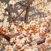 お台場　桜
