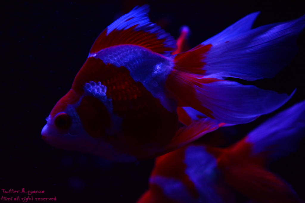 artaquarium