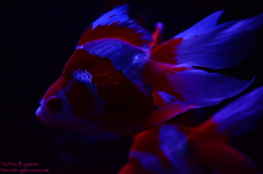 artaquarium