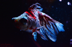 artaquarium