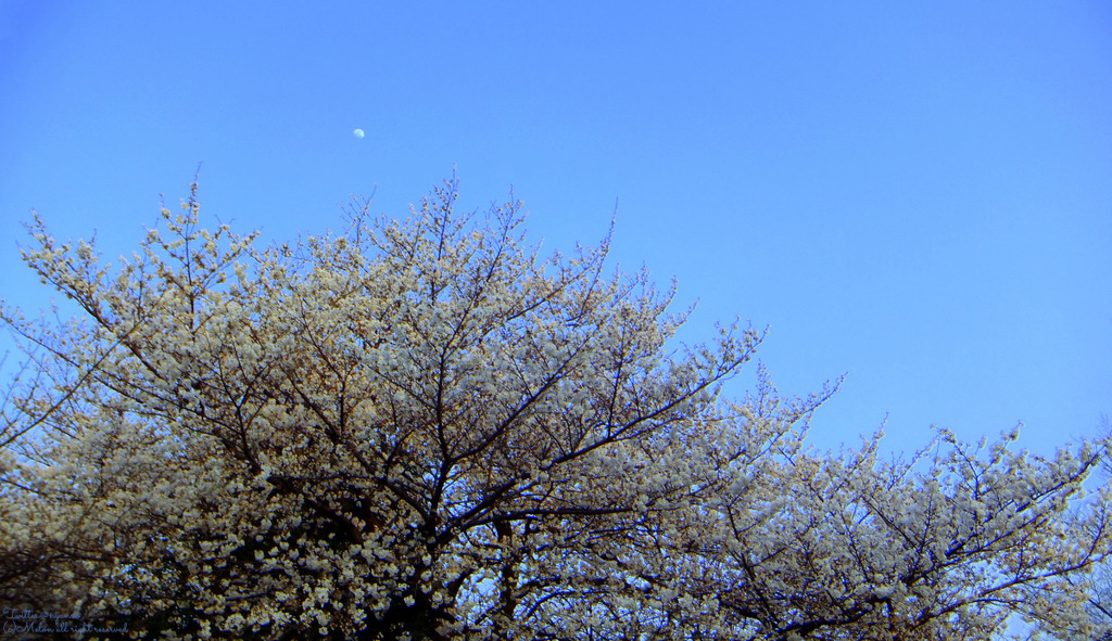平和公園の桜
