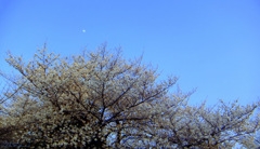 平和公園の桜