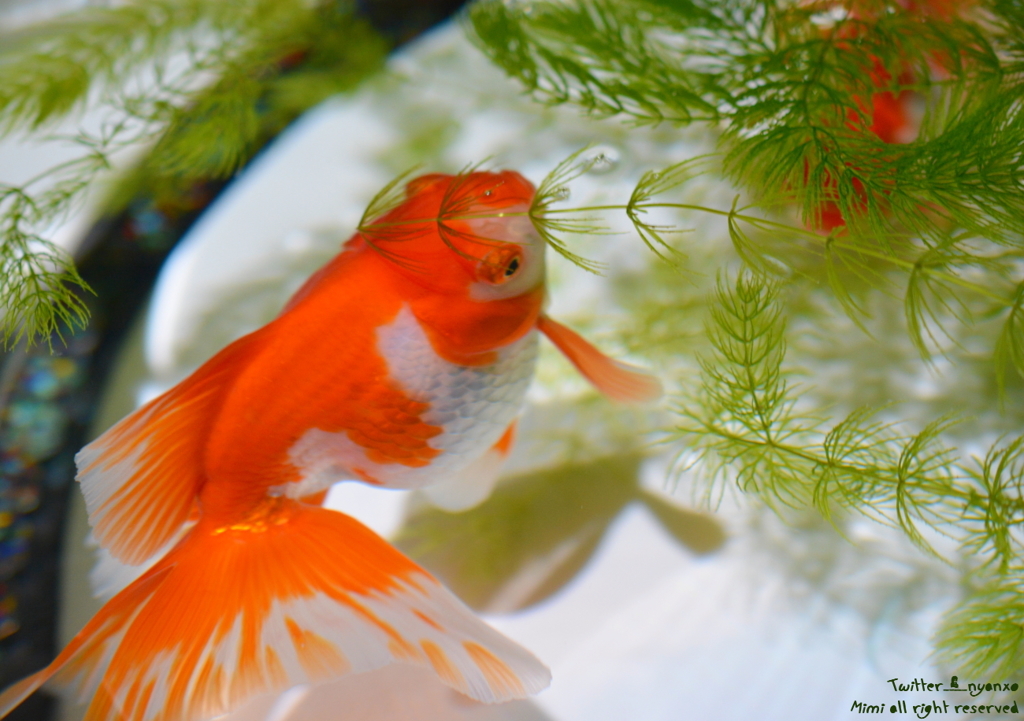 artaquarium