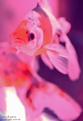 貫禄