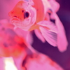 貫禄