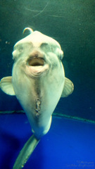 マンボウ