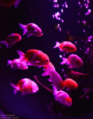 artaquarium