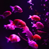 artaquarium