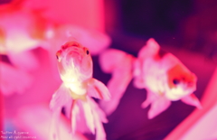 artaquarium