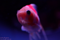 artaquarium