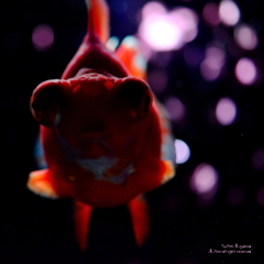 artaquarium