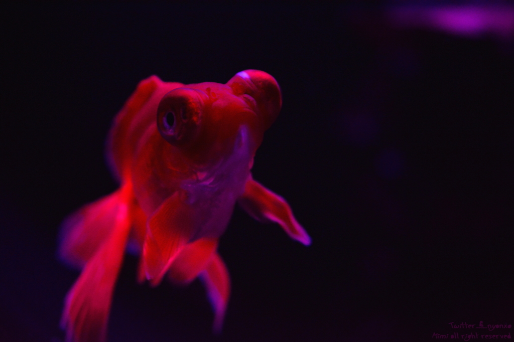 artaquarium