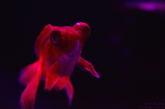 artaquarium