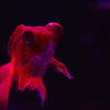 artaquarium