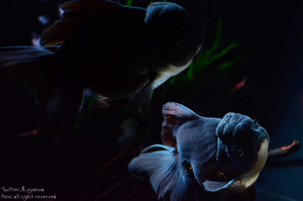 artaquarium