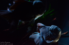 artaquarium