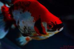 artaquarium