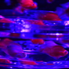 artaquarium