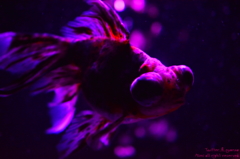 artaquarium