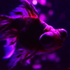 artaquarium