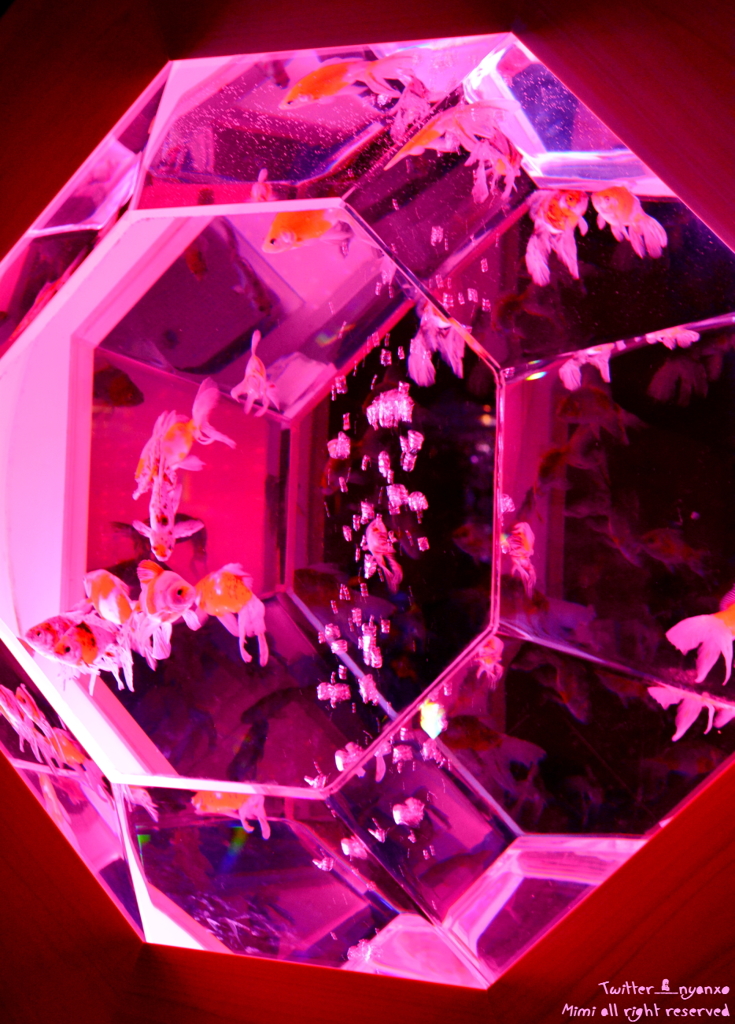 artaquarium