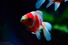 artaquarium