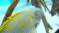 目が綺麗な魚