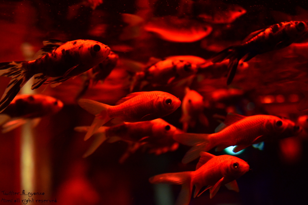 artaquarium