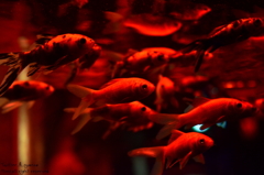 artaquarium